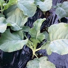 ワクワクする事の情報交換しませんかー✩.*˚