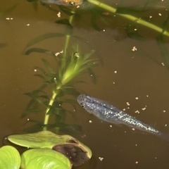 メダカ　成魚　若魚　針子の画像