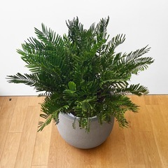 観葉植物 ザミア フルフラセアの画像
