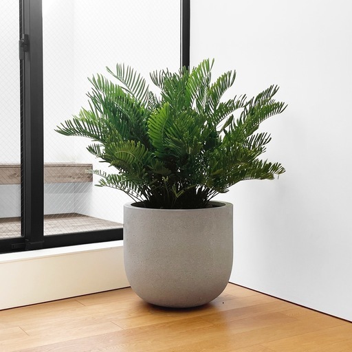 観葉植物 ザミア フロリダーナ