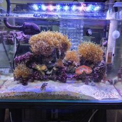 海水魚及び水槽一式（魚・サンゴ等生体・ライブロック他）お譲りします！の画像