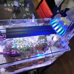 海水魚及び水槽一式（魚・サンゴ等生体・ライブロック他）お譲りします！の画像