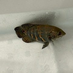 タイガーオスカーの画像