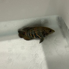 タイガーオスカーの画像