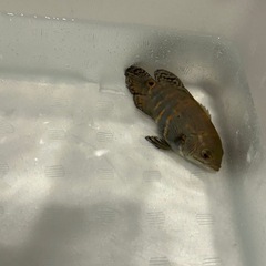 タイガーオスカーの画像