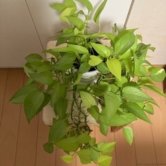 観葉植物ポトス　　の画像
