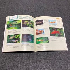 はじめての熱帯魚飼育 おすすめ魚カタログの画像