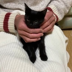 黒猫ちゃん女の子♡生後1ヶ月♡甘えん坊で可愛い♡