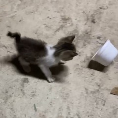 可愛すぎる！キジシロ3兄弟♡生後1ヶ月