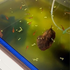 メダカに🍃抗菌効果🍂柿の葉.越冬準備に.計50枚の画像
