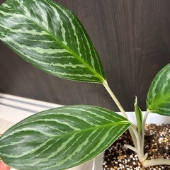 【希少】観葉植物 アグラオネマ(50㎝)の画像