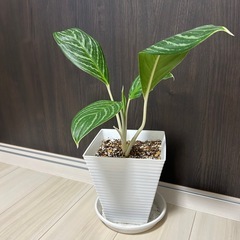 【希少】観葉植物 アグラオネマ(50㎝)の画像