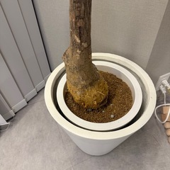 葉無しパキラ2m2mの画像