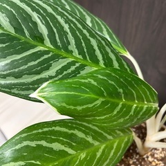 【希少】観葉植物 アグラオネマ(60㎝)の画像