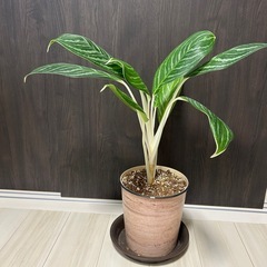 【希少】観葉植物 アグラオネマ(60㎝)の画像