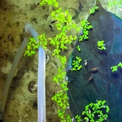 メダカに🍃抗菌効果🍂柿の葉.越冬準備に.計50枚の画像