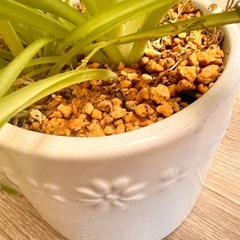 オリエンタルヅル 陶器付きで😊の画像