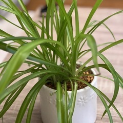 オリエンタルヅル 陶器付きで😊の画像