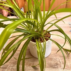 オリエンタルヅル 陶器付きで😊の画像