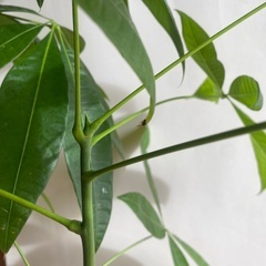 110cm パキラ　室内育ち　3本仕立て　曲がり　観葉植物の画像