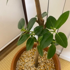 110cm程度　フランスゴムの木　室内育ち　観葉植物の画像