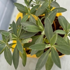 ユーフォルビア カラキアスの画像