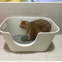 大型猫トイレ【直接受渡しのみ】の画像