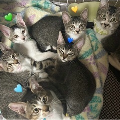 🌼里親募集中🌼