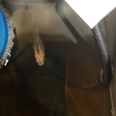 五式タイプR2.5㎝　多分オス1匹　の画像