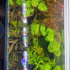 クリプトコリネ・ウェンティーブラウンの画像