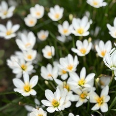 レインリリー①の画像