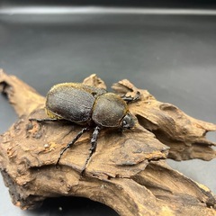 【新成虫】DHヘラクレス ♀単66mm ※送料事前連絡にて変更可 ※直接受け渡しに変更可の画像