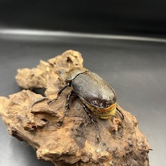 【新成虫】DHヘラクレス ♀単66mm ※送料事前連絡にて変更可 ※直接受け渡しに変更可の画像
