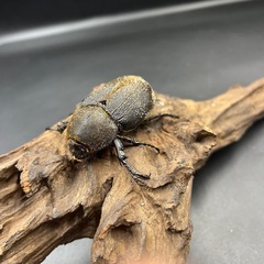 【新成虫】DHヘラクレス ♀単66mm ※送料事前連絡にて変更可 ※直接受け渡しに変更可の画像