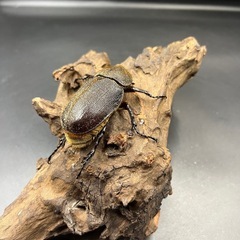 【新成虫】DHヘラクレス ♀単66mm ※送料事前連絡にて変更可 ※直接受け渡しに変更可の画像