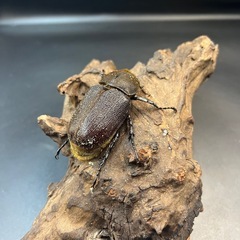 【ホワイトアイ】※通常個体 DHヘラクレス ♀単63mm / ※送料事前連絡にて変更可 ※直接受け渡しに変更可の画像