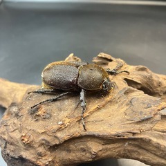 【ホワイトアイ】※通常個体 DHヘラクレス ♀単63mm / ※送料事前連絡にて変更可 ※直接受け渡しに変更可の画像