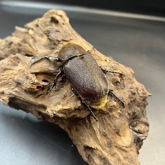 【ホワイトアイ】※通常個体 DHヘラクレス ♀単63mm / ※送料事前連絡にて変更可 ※直接受け渡しに変更可の画像