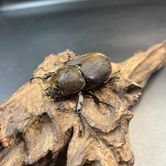 【ホワイトアイ】※通常個体 DHヘラクレス ♀単63mm / ※送料事前連絡にて変更可 ※直接受け渡しに変更可の画像