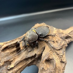 【新成虫】DHオキシデンタリス♀単61mm ※送料事前連絡にて変更可 ※直接受け渡しに変更可の画像