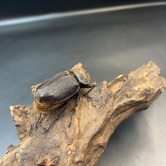 【新成虫】DHオキシデンタリス♀単61mm ※送料事前連絡にて変更可 ※直接受け渡しに変更可の画像