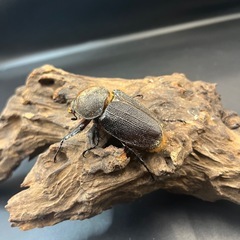 【新成虫】DHオキシデンタリス♀単61mm ※送料事前連絡にて変更可 ※直接受け渡しに変更可の画像