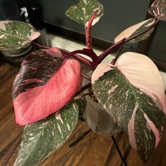 フィロデンドロン ピンクプリンセス ギャラクシー　観葉植物の画像