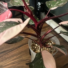 フィロデンドロン ピンクプリンセス ギャラクシー　観葉植物の画像