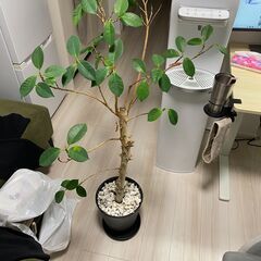 ガジュマル　本物　観葉植物の画像