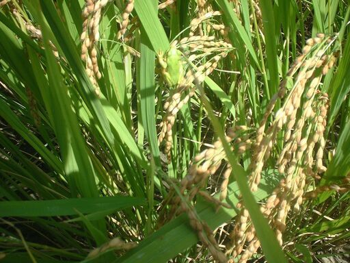 生産農家直送 令和７年産 発想の転換たにし活用で無農薬　玄米１０ｋｇ  1