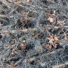 ジャンク品　屋外用　３ｍ　クリスマスツリー現状品の画像