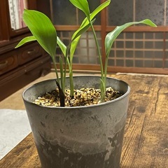 極楽鳥花　3株（ストレチアレギネ）の画像