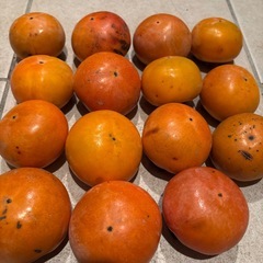 柿、野菜の画像