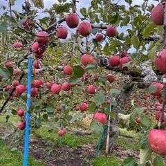 ⑤青森りんご　サンふじ　家庭用　取引場所　弘前市の画像